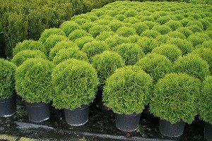 Кулясті туї — справжня прикраса садового ландшафту: опис сортів та особливості вирощування