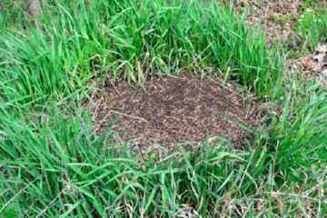 Мураха садова: користь чи шкода