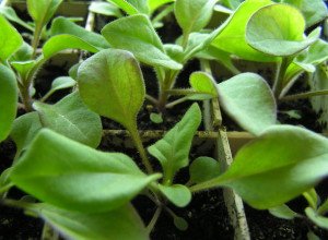 Чому у розсади петунії листя закручуються: часті причини недуги і правильне лікування