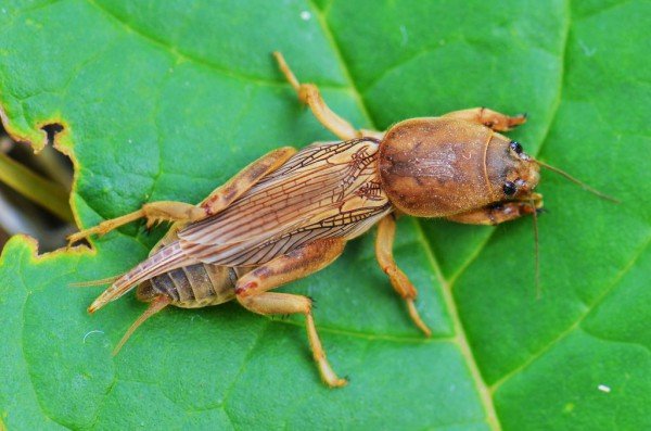 Як боротися з медведкою на городі: докладний опис способів