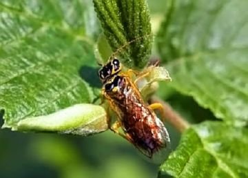 Чим шкідливі різні види пильщика: чорний, бледноногий, гребенчатоусый, минирующий та інші