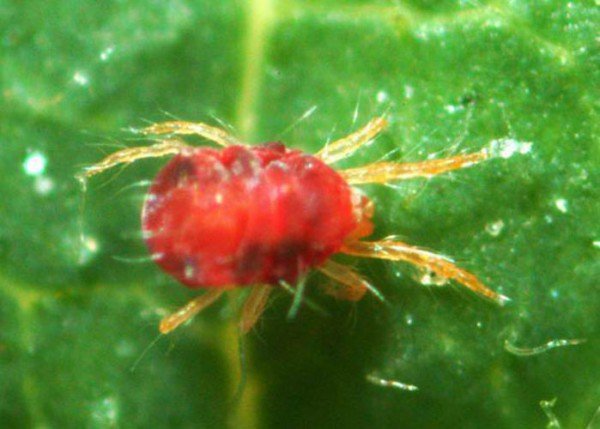 Павутинний кліщ   відомий світовий шкідник рослин