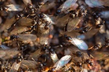 Мураха садова: користь чи шкода