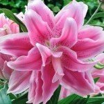 Квітка лілії з паперу своїми руками: різні способи, покрокові інструкції зі схемами