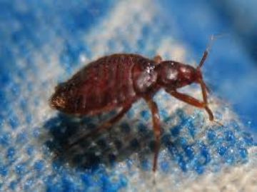 Чому дусты – це найзручніший спосіб боротьби з клопами