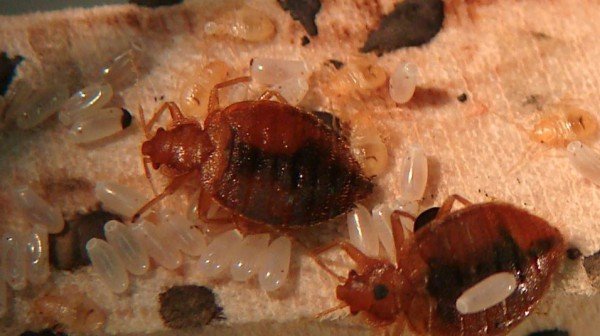 Постільні клопи: як виявити і як позбутися