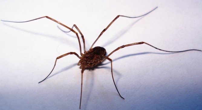 Види кліщів: акариформные та павукоподібні