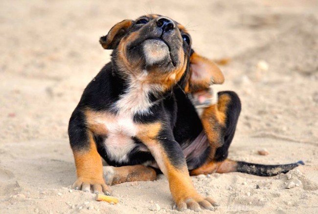 Як кусають блохи і як з ними боротися: кращі методи та поради