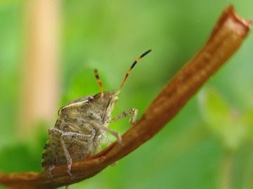 Бурякова блішки, зелена шипоноска, бурякова крихітка   найнебезпечніші шкідники цукрових буряків