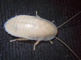 Білий тарган: міфи, факти і домисли