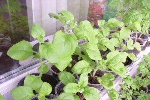 Як правильно прищипувати петунію: необхідні умови і корисні рекомендації по проведенню процедури