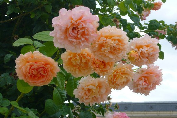 Плетисті троянди: 20 найефектніших сортів за відгуками розоводов