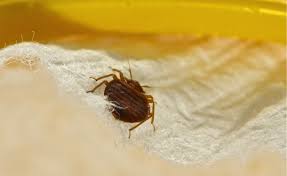 Як вивести клопів з квартири: засоби, профілактика Як вивести клопів з квартири: засоби, профілактика