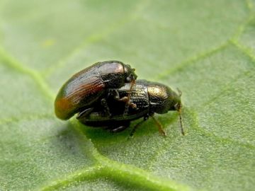 Бурякова блішки, зелена шипоноска, бурякова крихітка   найнебезпечніші шкідники цукрових буряків