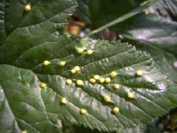 Стеблова галиця та інші шкідники сімейства галиць: опис, як боротися з комахами