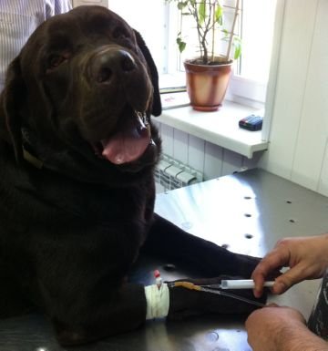 Власоед у собак – опис захворювання і методи лікування