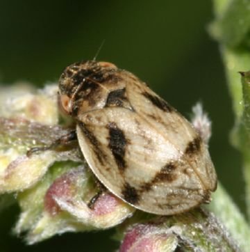 Боремося з найбільш небезпечними шкідниками лаванди: агалматиумом дволопатевою, селеноцефалусом блідим, лепиронией жесткокрылой