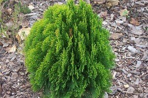 Найпопулярніші сорти туї східної — Біота і Гармонія: характерні особливості та правила догляду