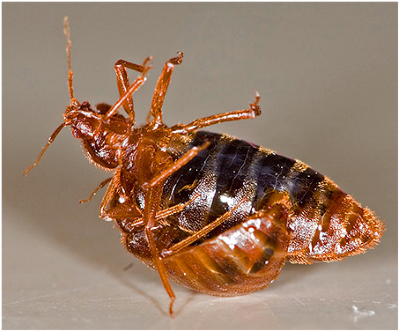 Постільні клопи – зовнішній вигляд і особливості життєдіяльності