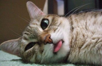 Найкращі засоби для виведення блохи у кішок