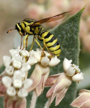 Справжні оси: хижаки і ласуни