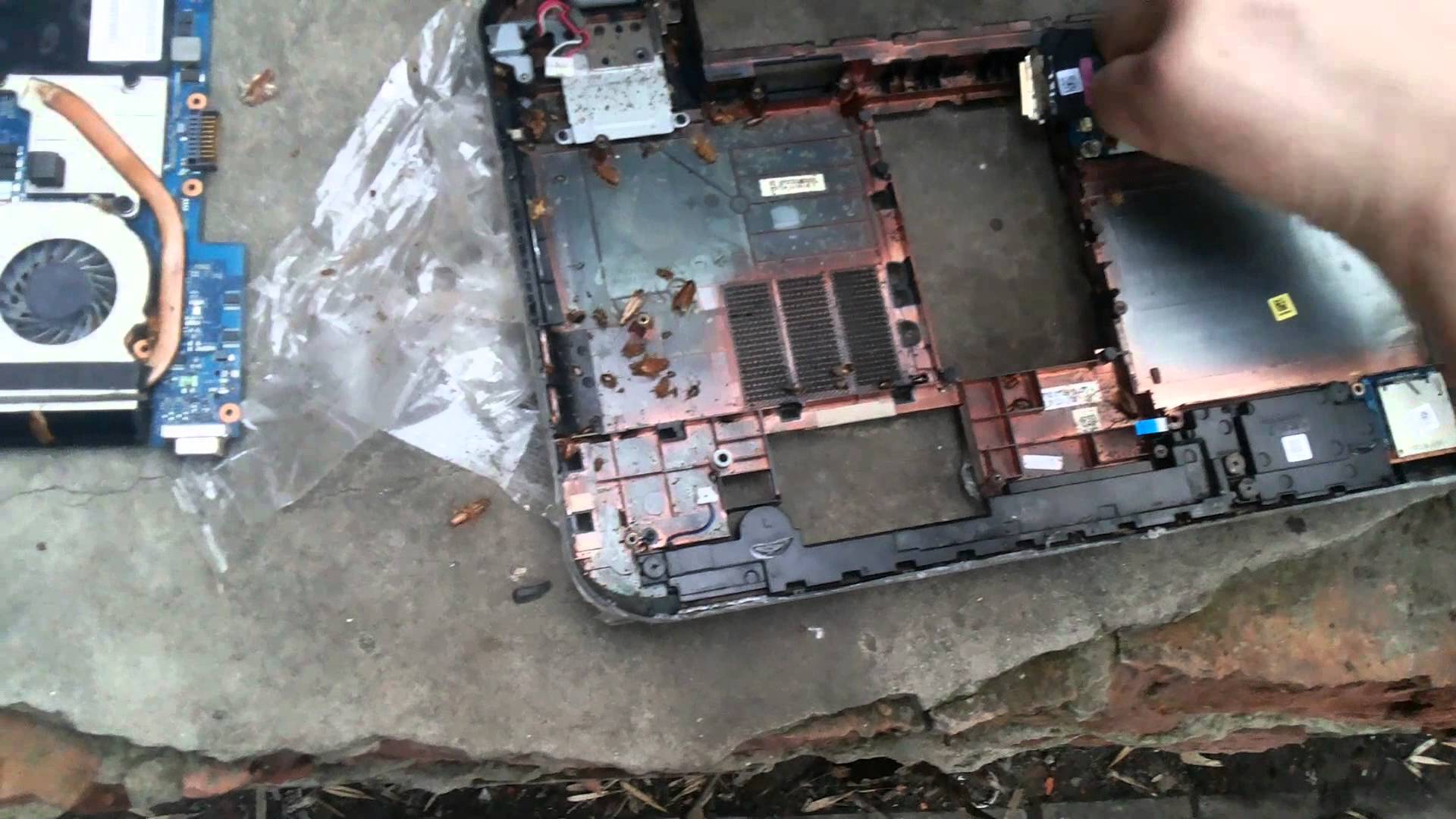 Білий тарган вдома фото і як позбутися Білий тарган вдома фото і як позбутися