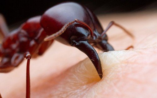 До чого сняться мурахи: розкриваємо сонники