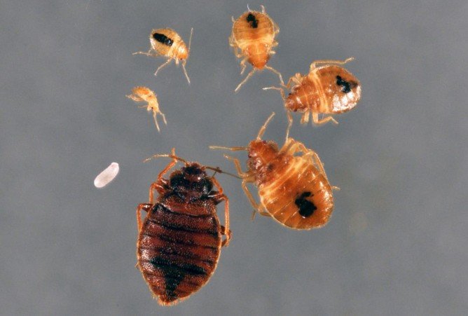 Види постільних клопів