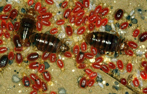 Постільні клопи: як вивести правильно?