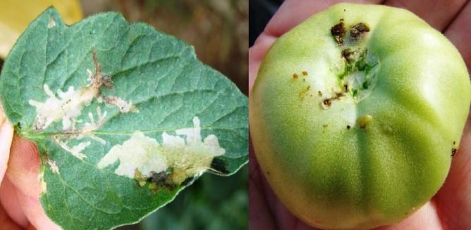 Методи боротьби з мінуючої томатною міллю