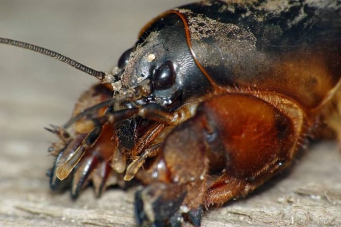 Як виглядає капустянка: опис, фото, відео