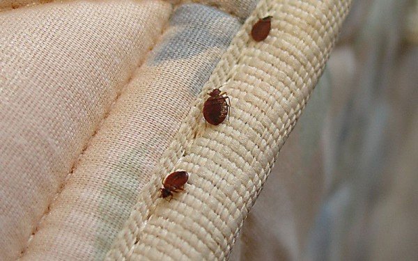 Укуси клопів: лікування і симптоматика