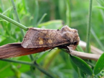 Найнебезпечніші шкідники коріння рослин: дощовий червяк, долгоножки, проволочники та інші