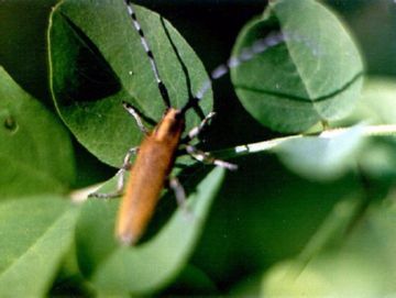 Піщаний мідляк, соняшниковий шипоноска і вусань соняшникова   боремося з шкідниками соняшників
