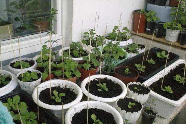 Вирощування розсади петунії в торфяних таблетках: умови посадки і проростання насіння, фото і відео інструкція