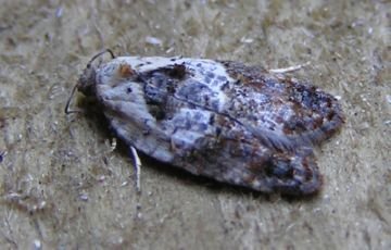 Кривоусая, мінлива, розанная   різноманітність світу листовійок