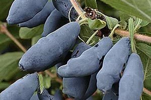 Жимолость Ленінградський Велетень: опис сорту та поради по догляду