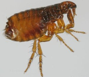 Звідки беруться блохи в будинку: чому зявляються блохи