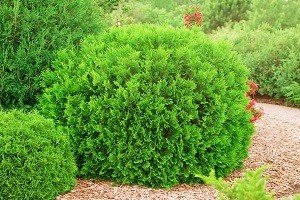 Кулясті туї — справжня прикраса садового ландшафту: опис сортів та особливості вирощування