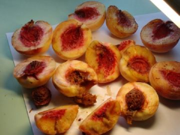 Найбільш ефективні заходи боротьби зі східною плодожеркою на персику