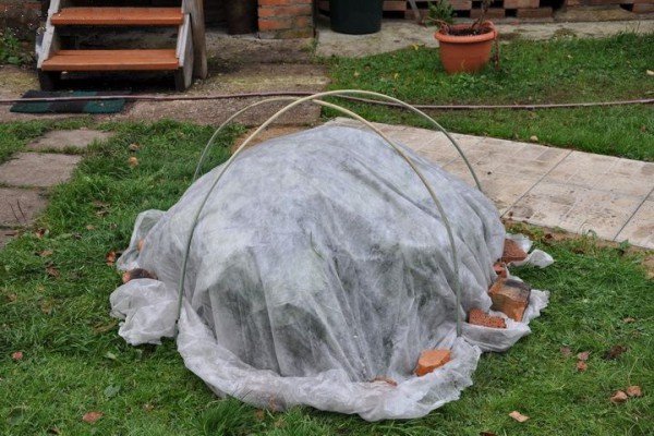 Гортензія деревоподібна сорту «Анабель» — невибагливий чагарник з великими суцвіттями для посадки в саду