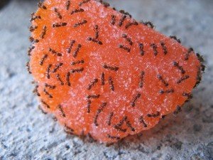 Чим харчуються мурахи: що люблять мурахи в квартирі