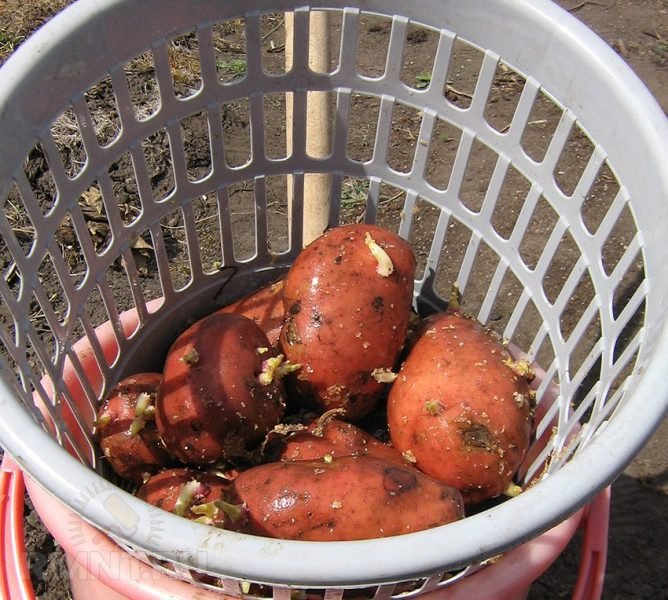 Способи захисту картоплі від капустянки   обробка до посадки