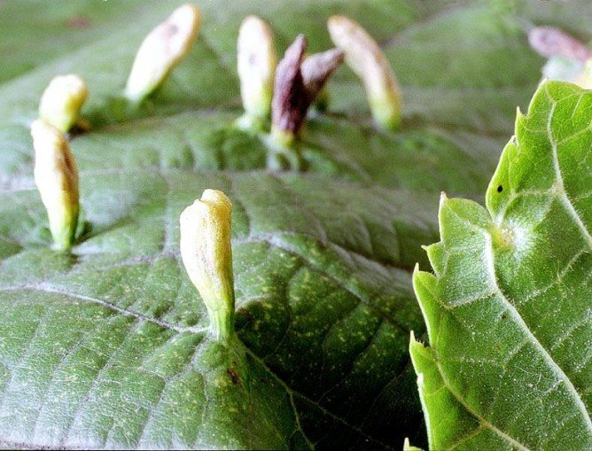 Галловый кліщ   небезпечний він для людини і рослини