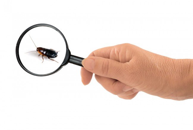 Чорний тарган в будинку або квартирі : Звідки прийшов і як боротися?