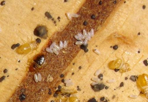 Як позбутися від клопів – перелік найбільш ефективних препаратів