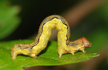 Правильна обробка саду від шкідників яблунь   пядуна обдирало, яблуневої попелиці, плодових кліщів та інших
