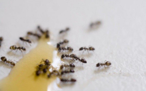 Як позбутися від мурашок в будинку?? Способи і методи знищення шкідників