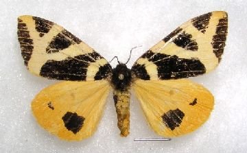 Волнянка – шкідливі гусениці і метелики в садах і лісах