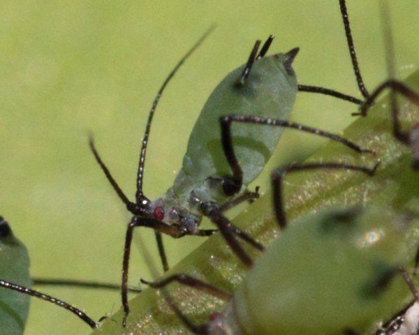 Попелиця: фото, зображення, картинки